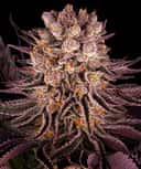 Mimosa x Orange Punch